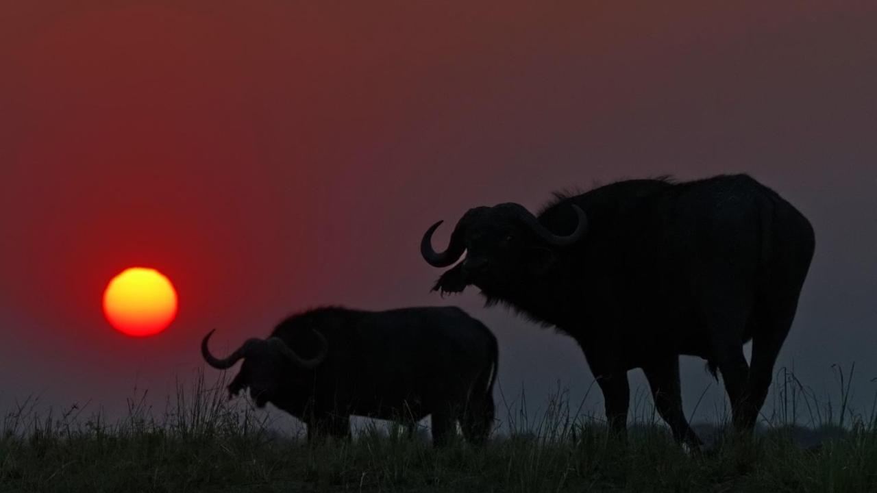 Chobe Marina Lodge Касане Экстерьер фото