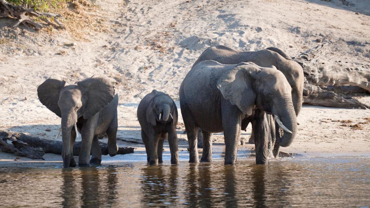 Chobe Marina Lodge Касане Экстерьер фото