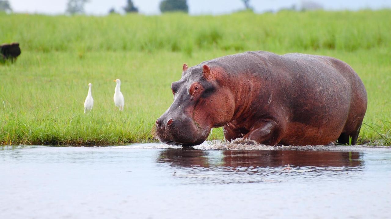 Chobe Marina Lodge Касане Экстерьер фото