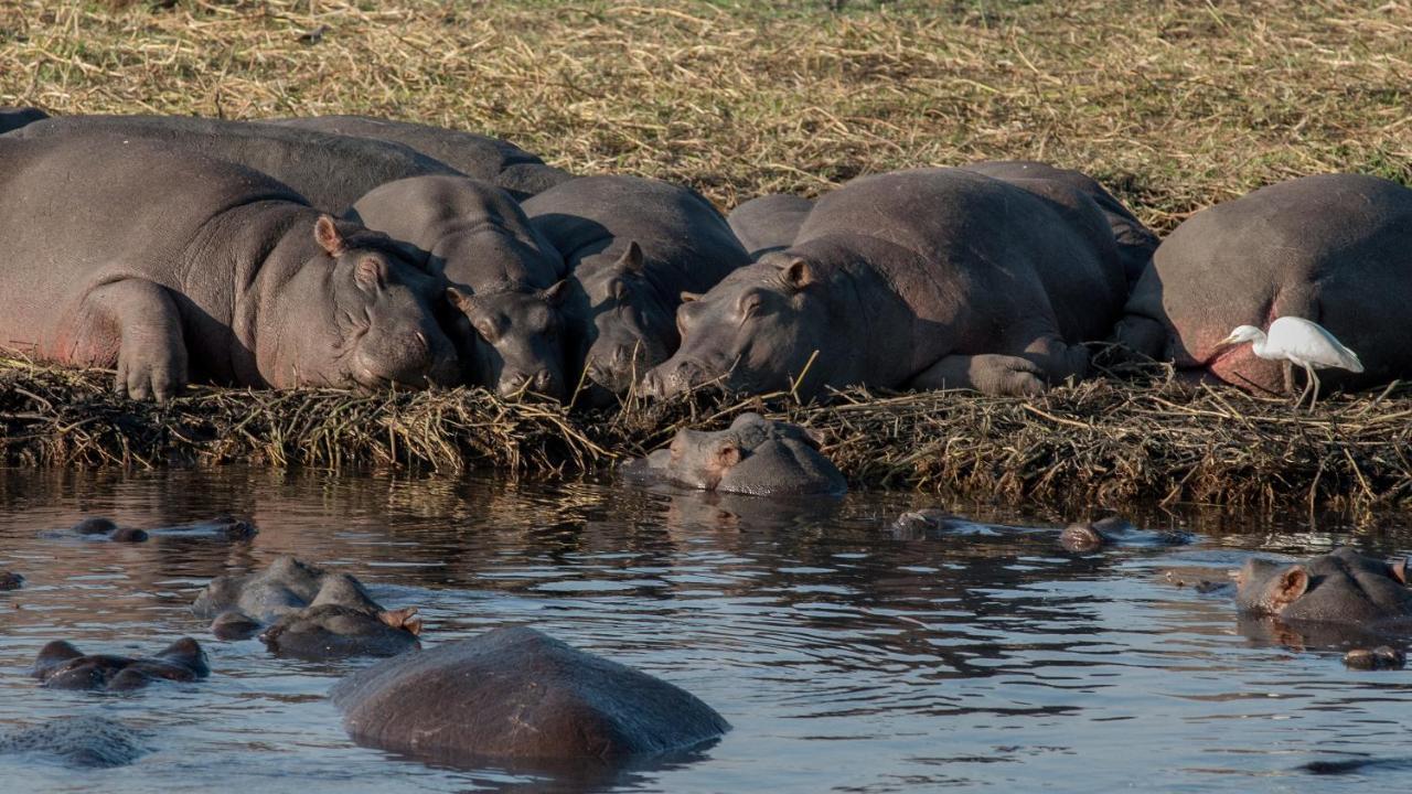 Chobe Marina Lodge Касане Экстерьер фото